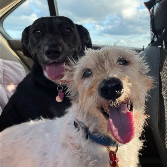 โจ๐โก๏ธPOSH AMBASSADOR!!! ๐ข๐๐๐ฅฟ - Picture 4 of 5